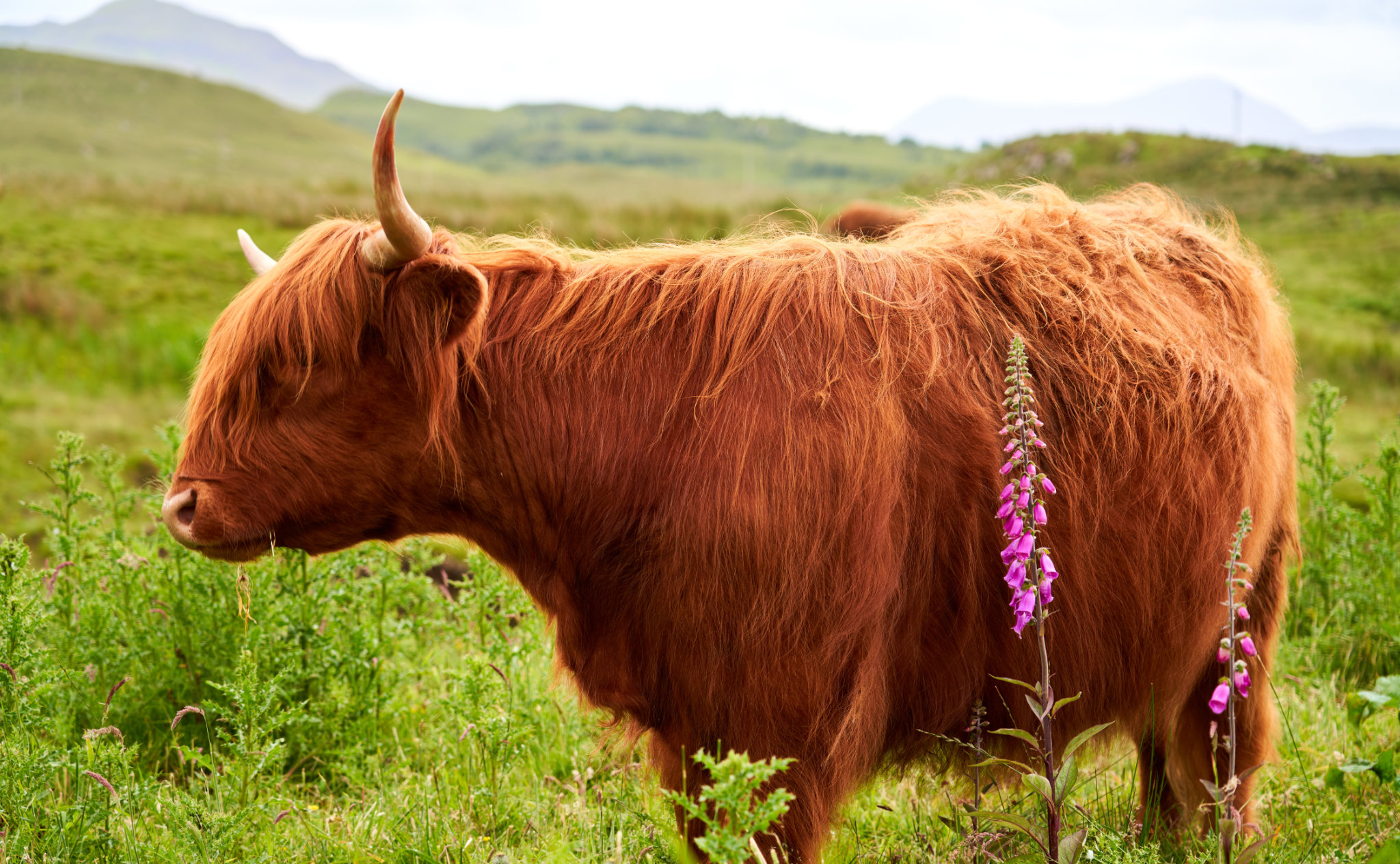 Spring Cow
